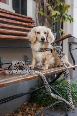 Studio Proud - Hondenpoepzakjes - Cheetah Dispenser Voor Hondenpoepzakjes -Huisdierbenodigdheden Korting 798x1200 7