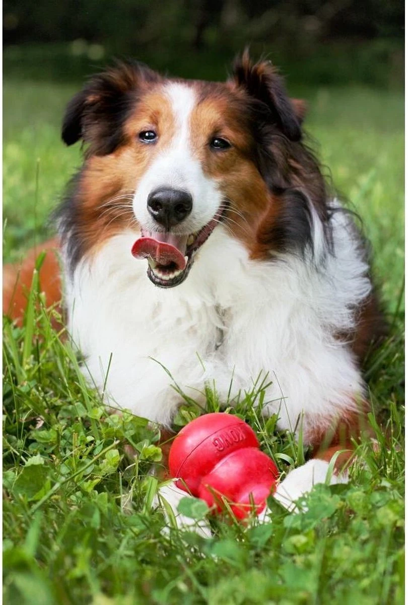 Kong Kauwbot - Hondenspeelgoed - Rood - L 6 Kong Kauwbot - Hondenspeelgoed - Rood - L - Image 4