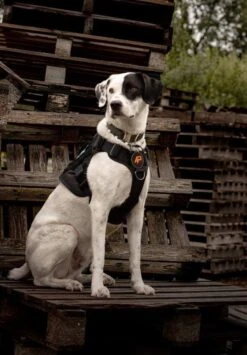 Always Prepared © Pro K9 Hondentuig - Anti Trek - Y Tuig - Middel En Grote Hond - Veiligheidstuig -Huisdierbenodigdheden Korting 835x1200 3