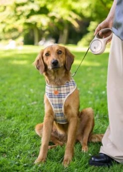 Hondenriem - Leiband Hond - Rollijn - 5 Meter - Beige - Riem Met Oprolsysteem - Hondenriem Flexi - Hondenlijn - Uitlaatriem -Huisdierbenodigdheden Korting 858x1200