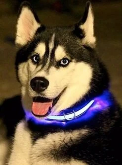 Honden Halsband Led Verlichting – Reflecterende Hals Band - Reflective Dog Collar Led Lights -Huisdierbenodigdheden Korting 892x1200 2