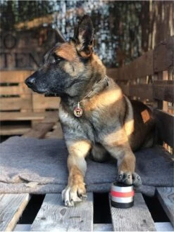 RelaxoPet Pro Dog – Dieren Antistressmiddel – Anti-stress Hond – Ontspanningsmuziek – Ontspanning Voor Hond -Huisdierbenodigdheden Korting 898x1200 5