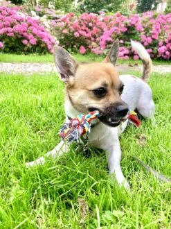 Flostouw Hond - Puppy - 18cm - Hondenspeelgoed - Mini - 2 Knopen - 23gram - Mini - Roze/Blauw -Huisdierbenodigdheden Korting 899x1200 12