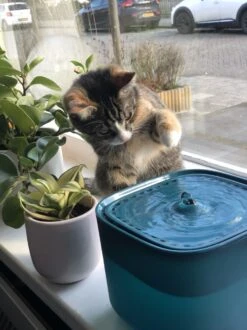 No Logo - 3L - Drinkfontein Voor Huisdieren, Water Fontein - Waterdispenser - Waterautomaat Drinkbakken 3L Voor Huisdieren Katten - Honden - Konijnen - Goud - Groen - Kattenfontein - Fontein - Drink - Bak - Drinkbak - Hond - Konijn - Kat - 2l - 1l - -Huisdierbenodigdheden Korting 899x1200 23