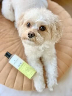 Fresh & Fluffy - Hondenshampoo Kamille / Patchouli - Geschikt Voor Alle Hondenrassen - Natuurlijk & Vegan Voor De Gevoelige Huid - 250ml -Huisdierbenodigdheden Korting 899x1200 4