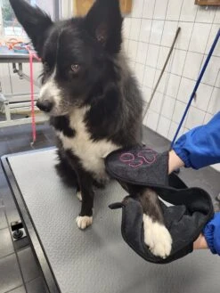 N4dogs – Hondenhanddoek – Honden Handdoek – Microvezel Handdoek – Handdoek Hond – Droogdoek Hond – Dierendeken – Sterk Absorberend – Handdoek Met Zakken - Zwart - 66 X 23 Cm 10 N4dogs – Hondenhanddoek – Honden Handdoek – Microvezel Handdoek – Handdoek Hond – Droogdoek Hond – Dierendeken – Sterk Absorberend – Handdoek Met Zakken - Zwart - 66 X 23 Cm -Huisdierbenodigdheden Korting 900x1200 11