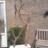 Natuurlijke Klimboom, Krabpaal -Huisdierbenodigdheden Korting 900x1200 64