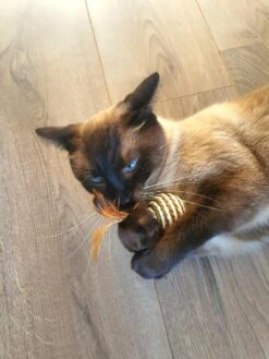 Make Life Beautiful® - Kattenspeeltjes Set - 7-delig - Kattenspeelgoed - Kattenhengel - Speelmuisjes - Kattenspeelgoed Set 19 Make Life Beautiful® - Kattenspeeltjes Set - 7-delig - Kattenspeelgoed - Kattenhengel - Speelmuisjes - Kattenspeelgoed Set -Huisdierbenodigdheden Korting 900x1200 80