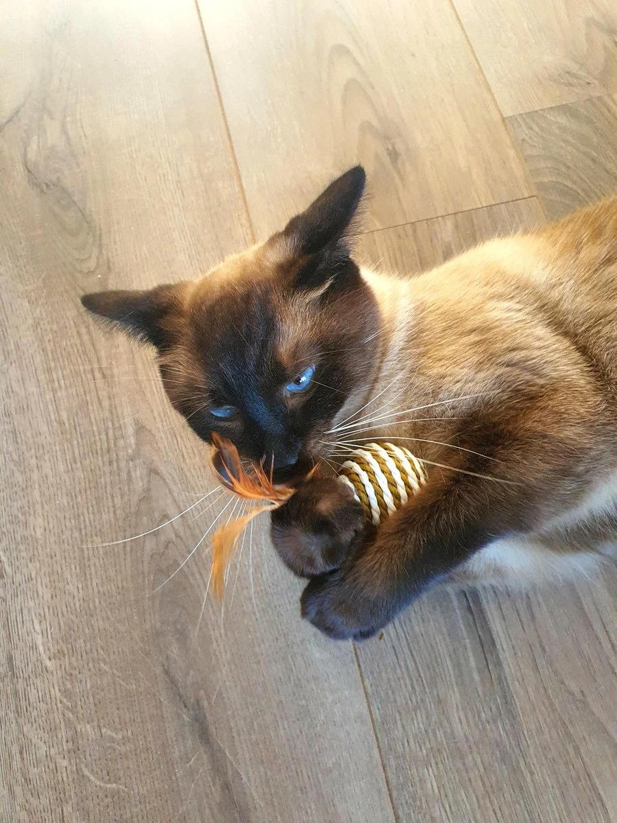 Make Life Beautiful® - Kattenspeeltjes Set - 7-delig - Kattenspeelgoed - Kattenhengel - Speelmuisjes - Kattenspeelgoed Set 9 Make Life Beautiful® - Kattenspeeltjes Set - 7-delig - Kattenspeelgoed - Kattenhengel - Speelmuisjes - Kattenspeelgoed Set - Image 7