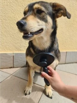 Purlov Zelfreinigende Kattenborstel En Hondenborstel - Haarverwijderaar Voor Huisdieren - Hondenborstel -Hondenhaar Kattenhaar Verwijderaar -Huisdierbenodigdheden Korting 901x1200 3