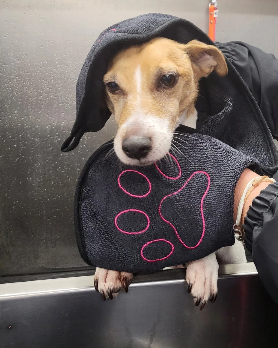 N4dogs – Hondenhanddoek – Honden Handdoek – Microvezel Handdoek – Handdoek Hond – Droogdoek Hond – Dierendeken – Sterk Absorberend – Handdoek Met Zakken - Zwart - 66 X 23 Cm 3 N4dogs – Hondenhanddoek – Honden Handdoek – Microvezel Handdoek – Handdoek Hond – Droogdoek Hond – Dierendeken – Sterk Absorberend – Handdoek Met Zakken - Zwart - 66 X 23 Cm