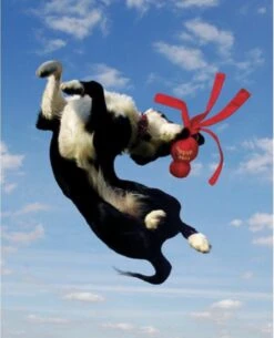 Kong Wubba - Hondenspeelgoed - Assorti - S: 24 Cm -Huisdierbenodigdheden Korting 973x1200